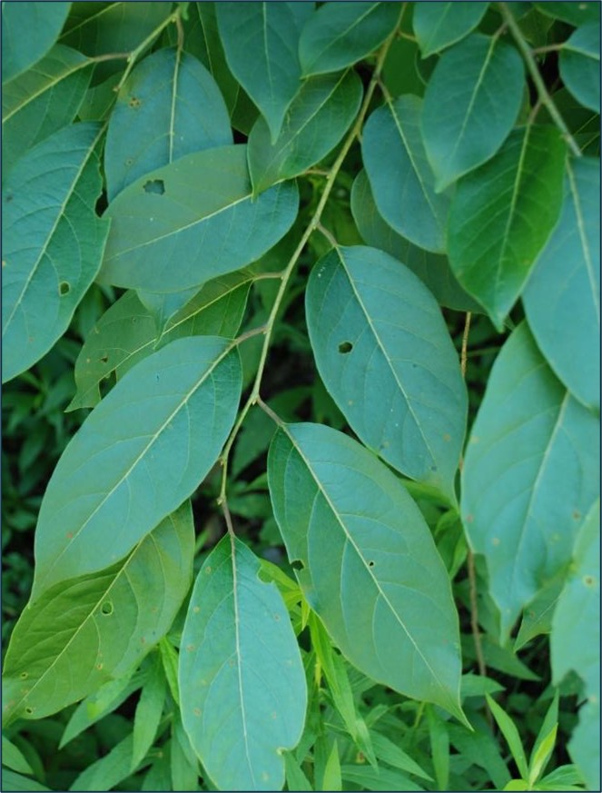 <p>What is the species?</p>