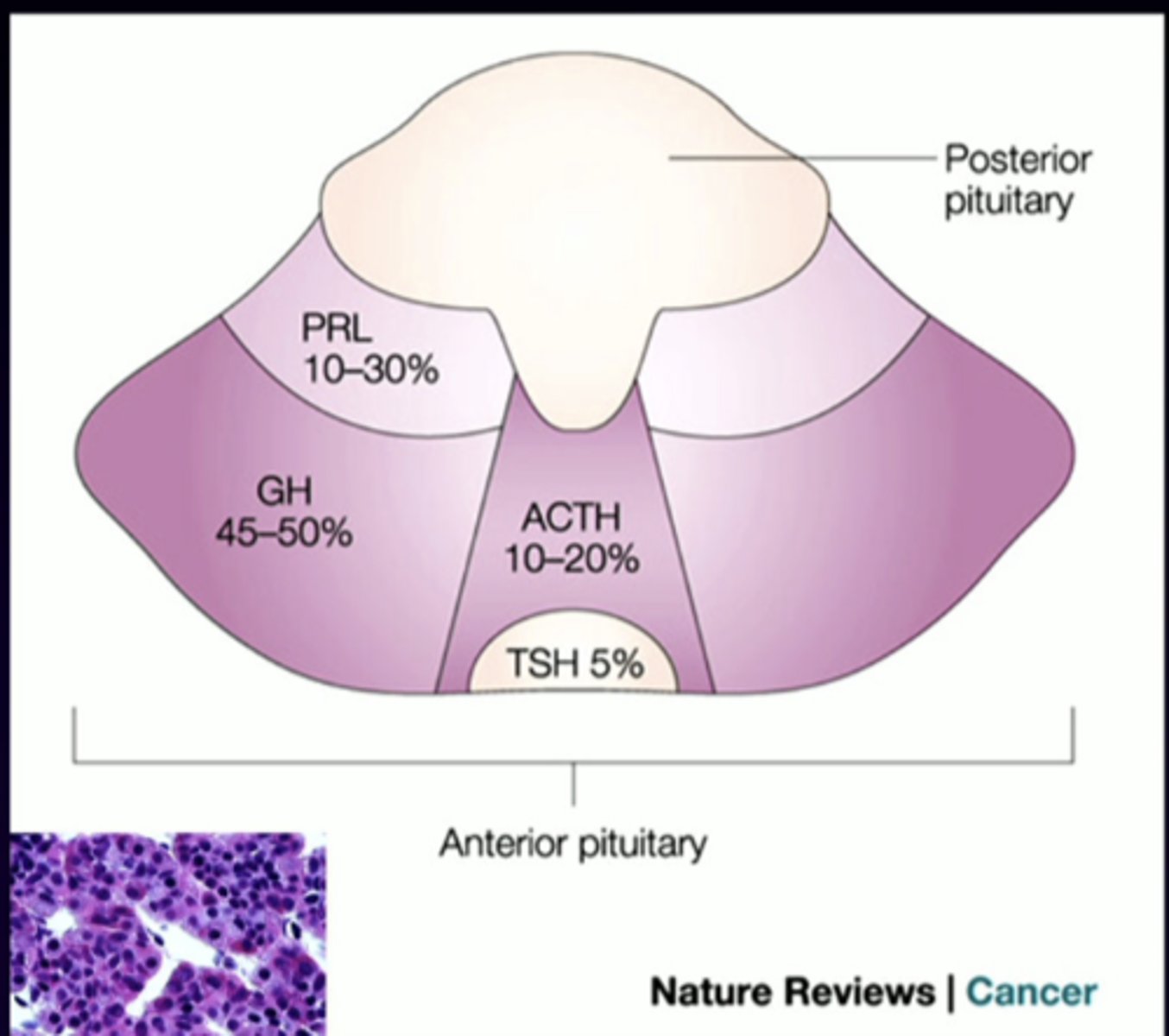 <p>anterior pituitary cell types (-trophs)</p><p>prolactin </p>