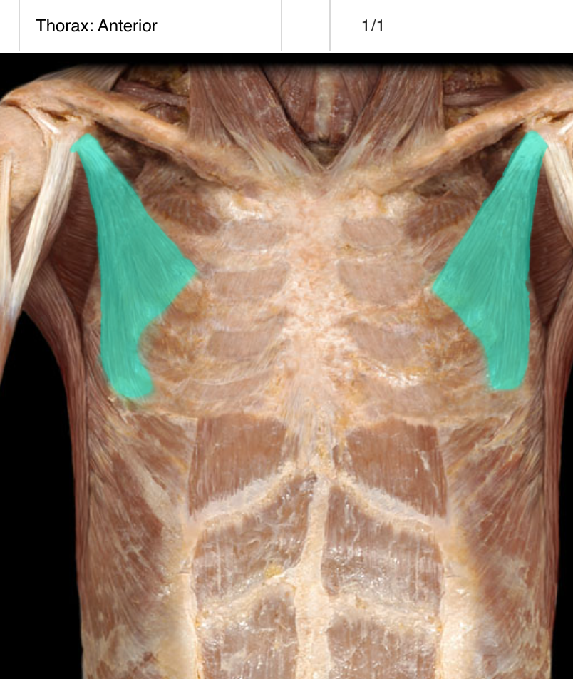<p>A smaller, thin muscle located beneath the pectoralis major that helps in stabilizing the scapula and assists with shoulder movements. It originates from the third to fifth ribs and inserts into the coracoid process of the scapula. </p>