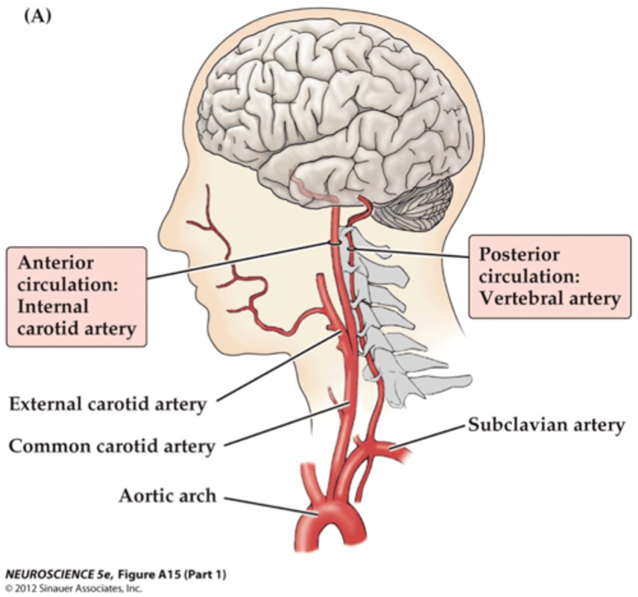<p>posterior circulation</p>