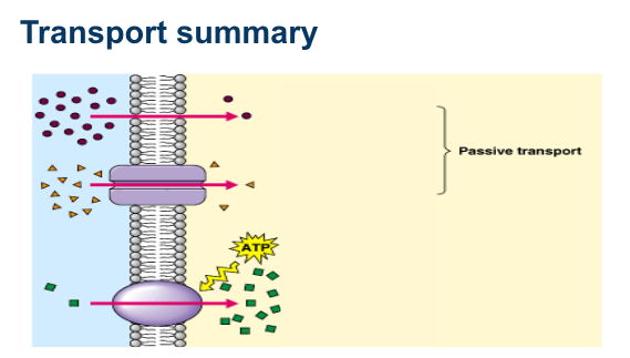 <p>Lable and study each type of transport - click for labeled answer</p>