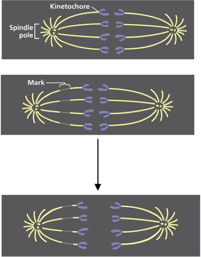 <p>Stained microtubules are marked with a laser during mitosis. How would you explain the results shown?</p>