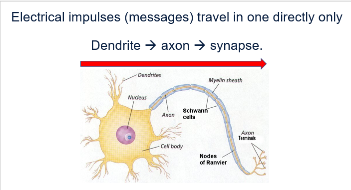 <ul><li><p><span style="font-family: "Avenir Light"">Long structure.</span></p></li><li><p><span style="font-family: "Avenir Light"">The nerve impulse travels from the dendrites to the <strong>synaptic terminal</strong>.</span></p></li><li><p><span style="font-family: "Avenir Light"">The axon is electrically insulated by a <strong>sheath</strong> called <strong>myelin</strong>.</span></p></li></ul><p></p>