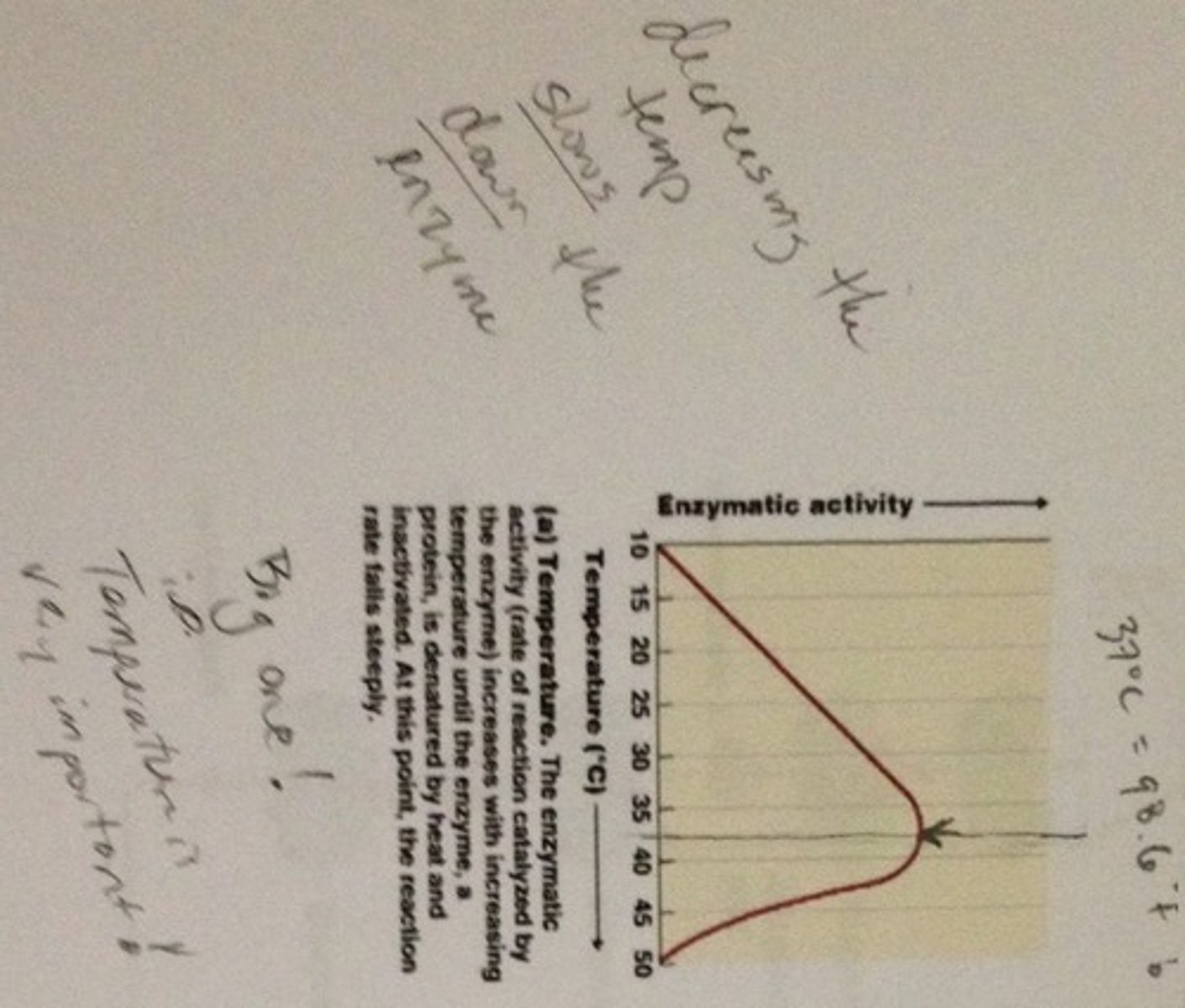 <p>1.. When the temperature is too low, the kinetic energy is not enough and there are few or no collisions between enzymes and substrates. Therefore, the enzyme is inactivated</p><p>2. As the temperature increases, more kinetic energy is provided so there are more collisions between enzymes and substrates. Therefore more enzyme-substrate complexes are formed and enzyme activity increases</p><p>3. At 40 degrees, enzyme activity is at its maximum (optimum temperature)</p><p>4. From 40 to 80 degrees, the temperature is too high and the shape of the active site is altered. Therefore the enzyme is denatured and enzyme activity decreases</p>