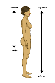 <p>Inferior (caudal)</p>