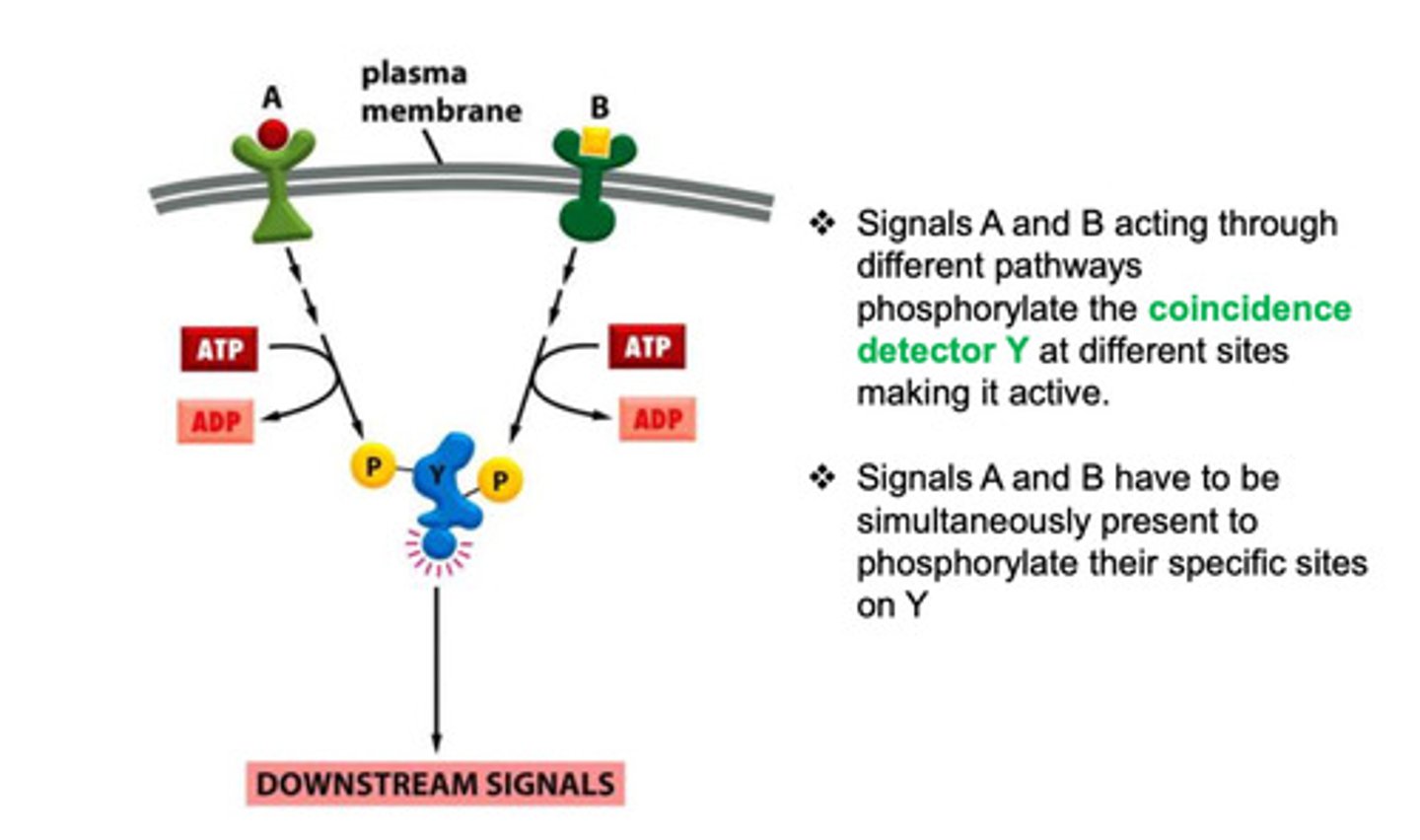 <p>it is the process that requires two separate inputs to send a signal</p>