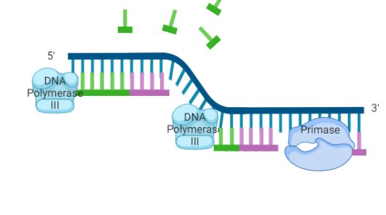 <p>small fragments of DNA on lagging strand caused by the DNA polymerase repeatedly hitting end of replication fork and waiting for it to open up</p>