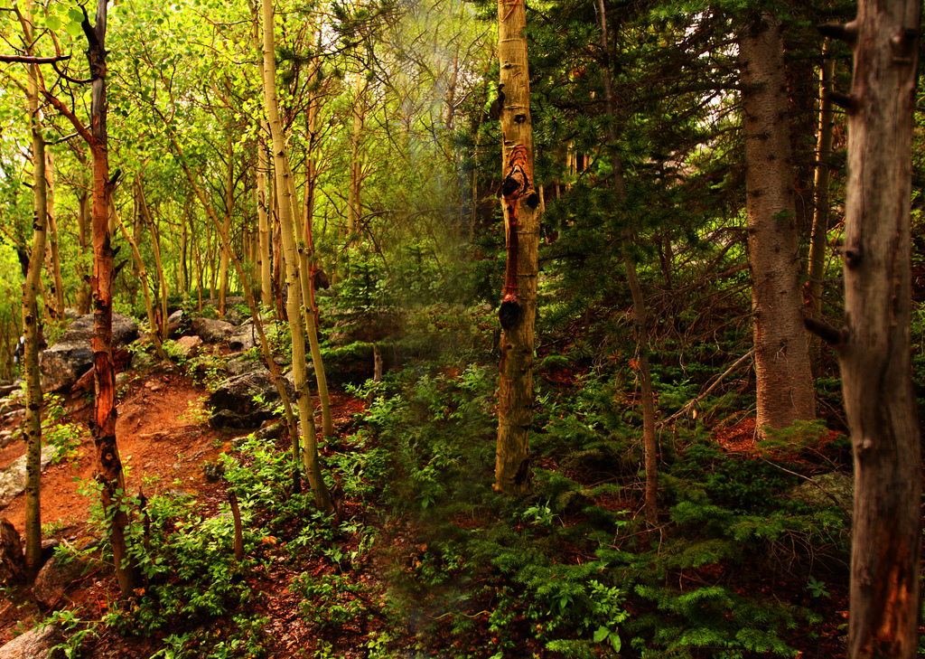<p>Temperate deciduous forest</p>