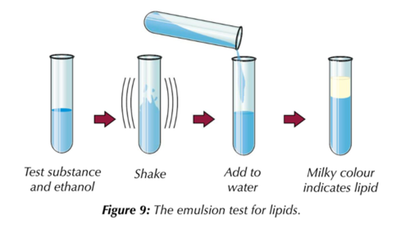 <p>Add ethanol to the sample.</p><p>Shake thoroughly to dissolve any lipid</p><p>Then add water to the sample and shake gently.</p><p>A milky white emulsion indicates the presence of lipid (NB: not a precipitate).</p>