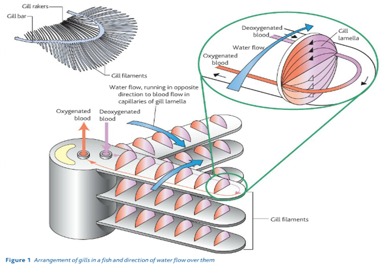 <p>· A large surface area - each gill consists of many filaments each covered in many lamellae.</p><p>· A short diffusion pathway - many capillaries, with a single layer of thin endothelium, close to the thin-walled lamellae</p><p>· A concentration gradient - continuous flow of blood through capillaries ensures that freshly oxygenated blood is quickly removed from the gills and replaced with deoxygenated blood.</p>