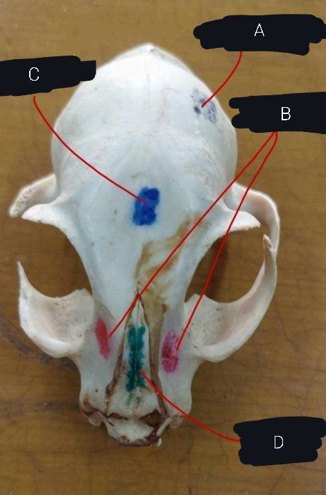 <p>Cat’s Skull</p>