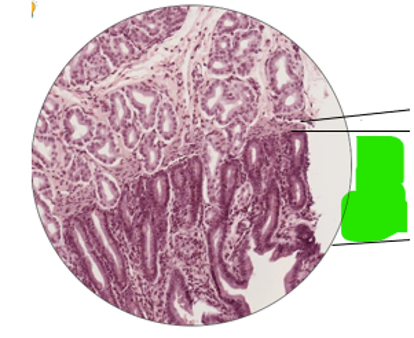 <p>name region and organ</p>