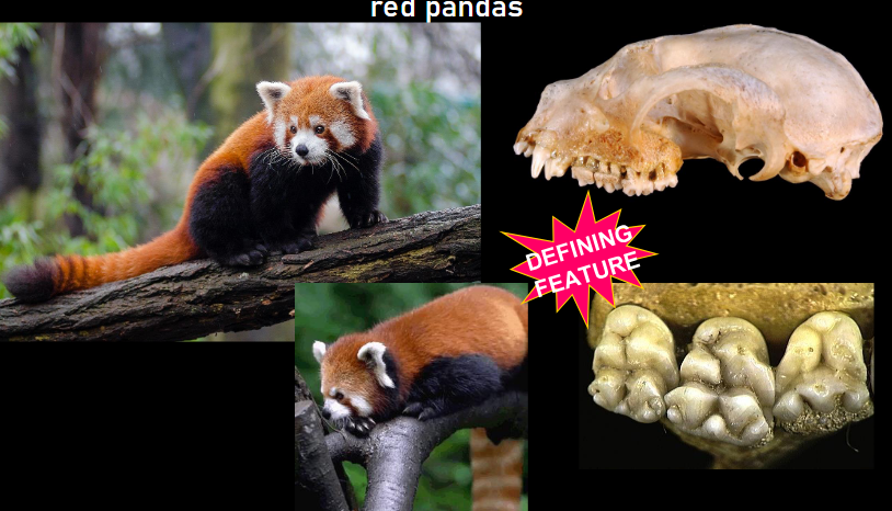 <p>Skull Characteristics: Carnivora - Ailuridae - red pandas</p>