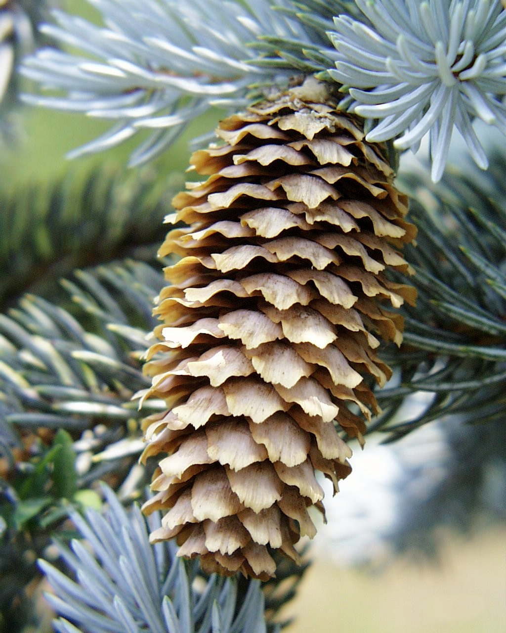 <p>Picea pungens</p>