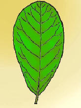 <p>Teardrop shaped leaf, wider at the apex than at the base</p>