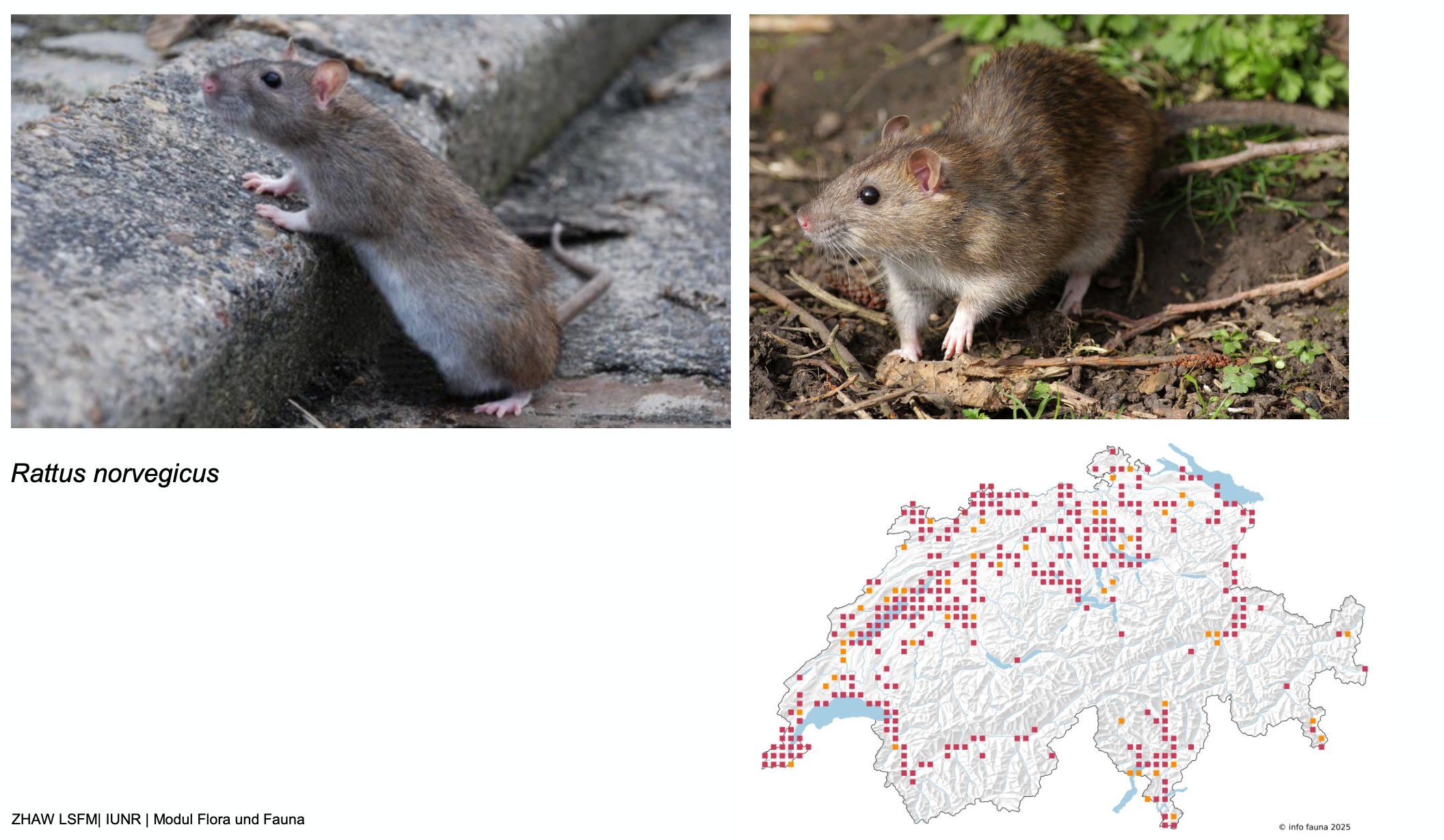 <p><strong>Lebensraum</strong></p><p class="p1">in Wassernähe, im Siedlungsraum in der Kanalisation oder feuchten Untergeschossen, Feuchtgebiete und Wassergräben, entlang von Flussufern und Bächen.</p>