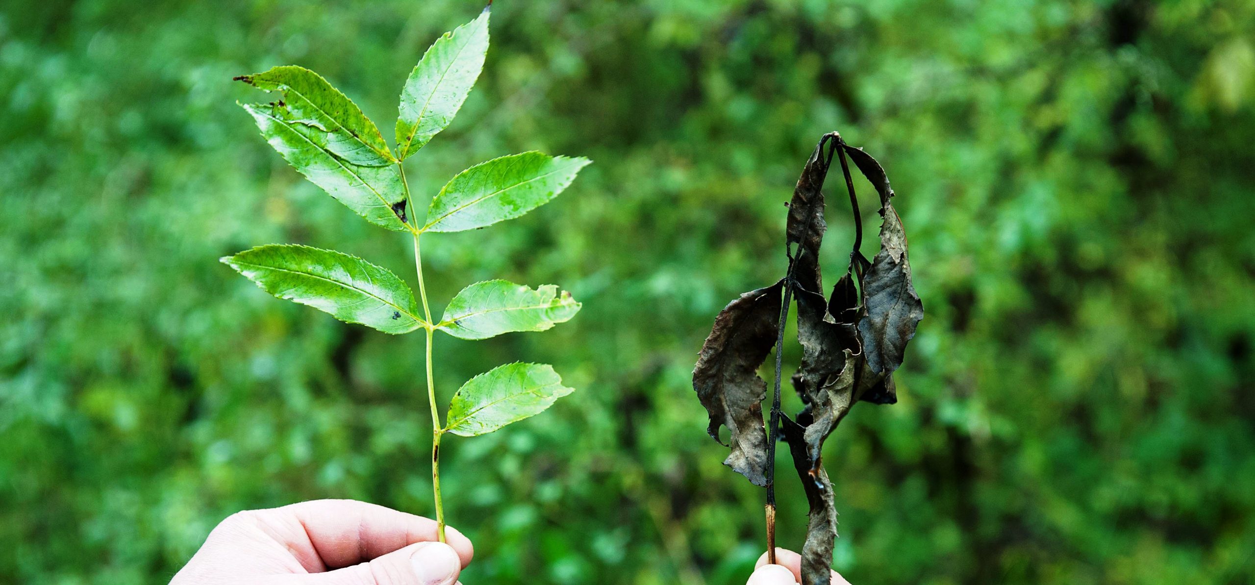 <p>ash dieback</p>