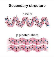 <ul><li><p>the primary structure chain forms spirals and sheets</p></li></ul><p></p>