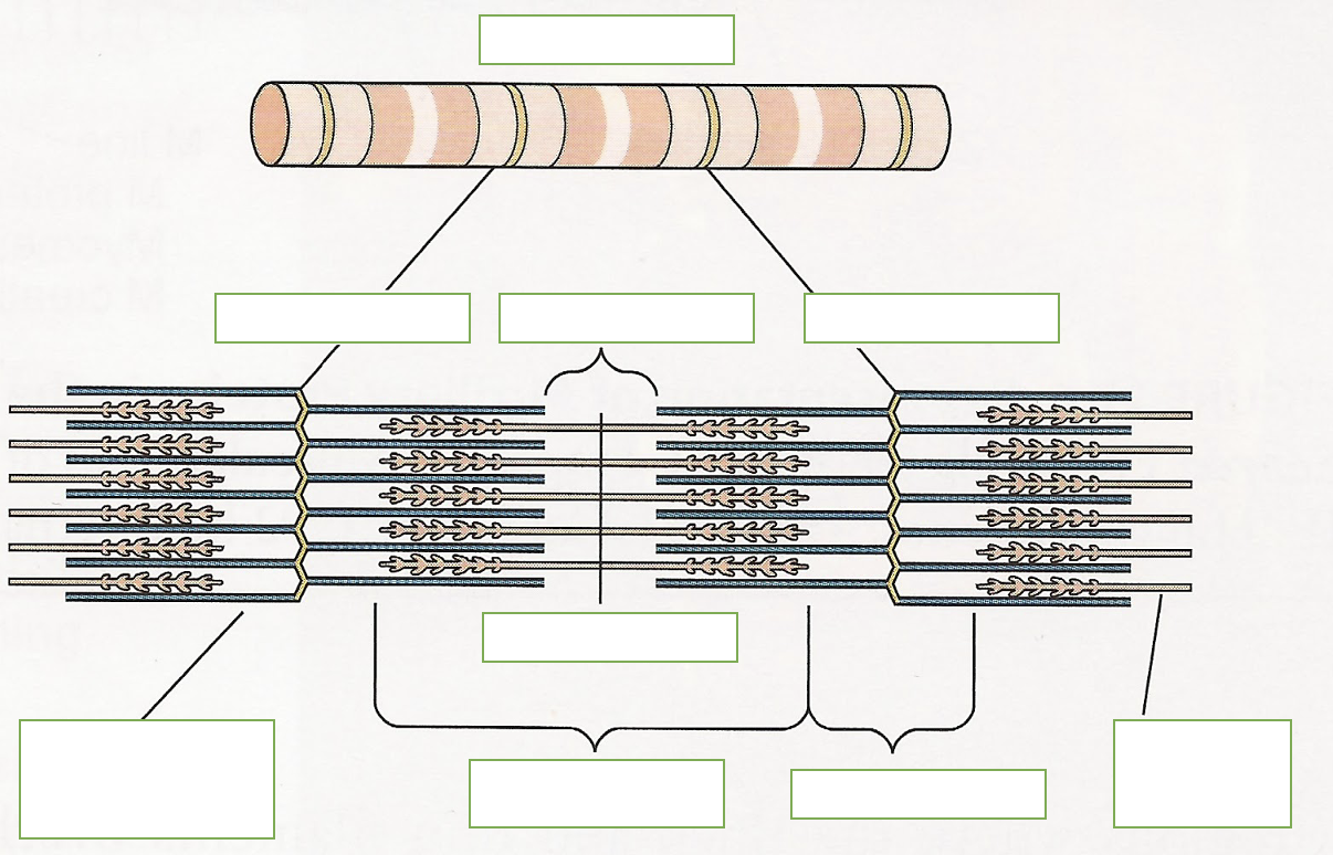 <p>label: sarcomere, z disc, thin filament, thick filament, m line, H zone, A band, I band</p>