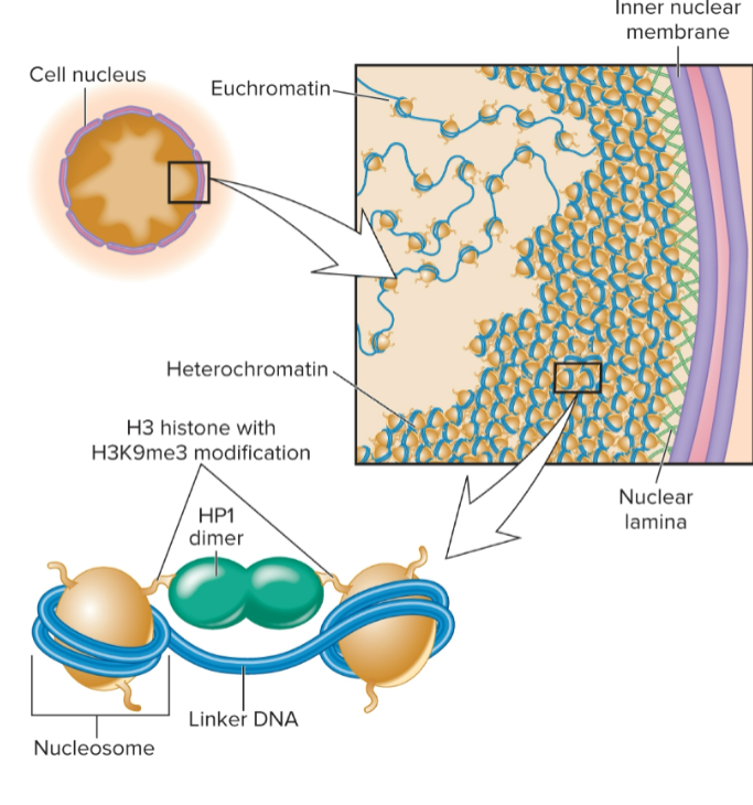 <p>forms a dimer that binds to two nucleosomes carrying H3K9me3 modification, holds two nucleosomes in close association</p>
