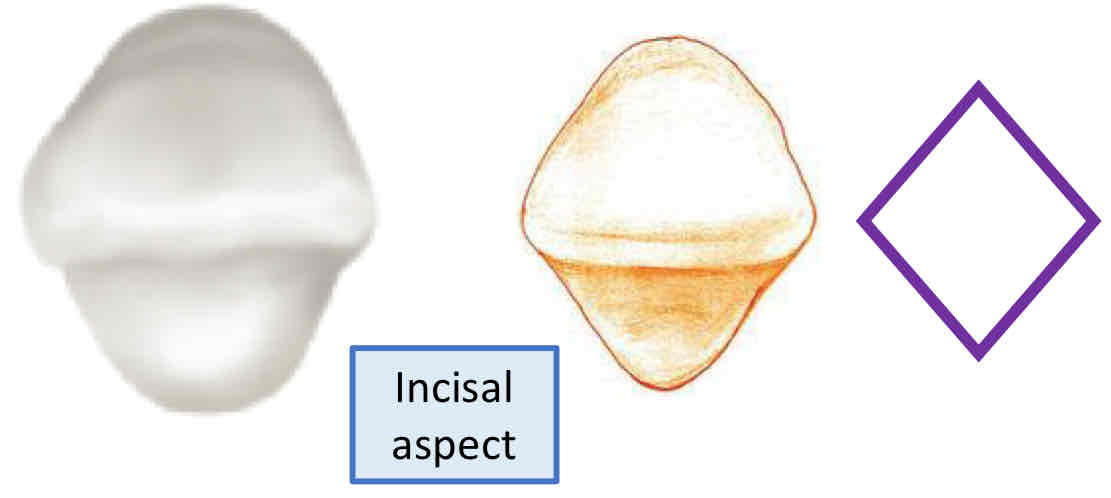<p>what is the geometric outline for the incisal view of the mandibular central incisor?</p>