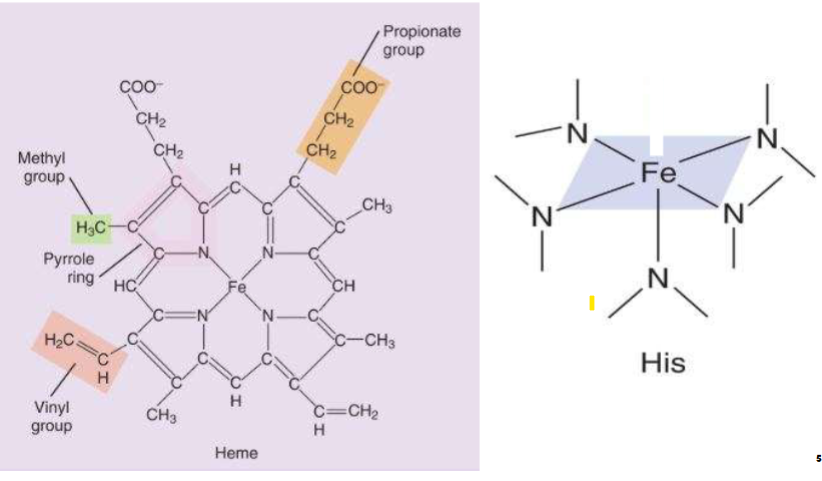 <p>-Heme has an Iron (Fe)</p><ul><li><p>leaving top part open for O2 binding (on right side)</p></li></ul><p></p>