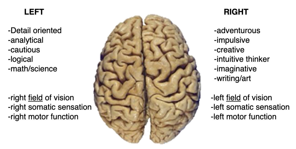 <p>left side of brain</p><ul><li><p>right field of vision</p></li><li><p>right somatic sensation</p></li><li><p>right motor function</p></li></ul><p>right side of brain</p><ul><li><p>left field of vision</p></li><li><p>left somatic sensation</p></li><li><p>left motor function</p></li></ul><p></p>