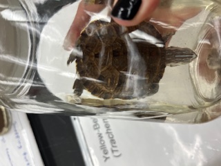 <ul><li><p>small</p></li><li><p>brown shell</p></li><li><p>lighter in middle of scute</p></li><li><p>white line on head, small dots near eye</p></li><li><p>spikey shell, top is darker</p></li></ul><p></p>