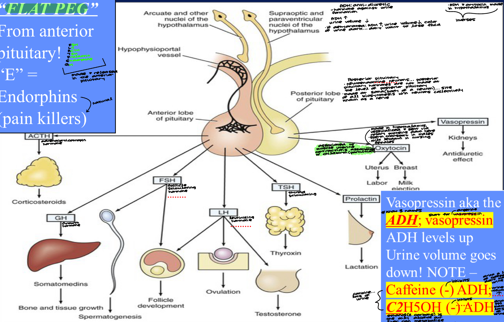 <ul><li><p><strong><em><u>Diuresis</u></em> = urine formation; <em><u>Dehydration</u></em>!! when one consumes alcohol </strong></p></li><li><p>“FLAT PEG” from anterior pituitary! “E” = Endorphins (natural pain killers)</p><ul><li><p>FLAT PEG made & released from anterior pituitary </p></li><li><p>FSH → follicle stimulating hormone, LH → leutinizing hormone, ACTH → adrenocorticotropin hormone, TSH → thyroid stimulating hormone, P → prolactin, E → endorphins, GH → growth hormone </p></li></ul></li><li><p>Posterior pituitary</p><ul><li><p>neuroendocrine neurons… posterior pituitary hormones are not made at the level of posterior pituitary </p></li><li><p>made at soma (body of a neuron)… site of all biosynthesis w/in neurons collectively known as a nerve </p></li><li><p>Oxytocin: made in hypothalamus, vessicalized & sent via rotary proteins. Sperm transport in males, milk letdown in nursing females. Associated w/ uterine contractions associated w/ childbirth (parturition)</p></li></ul></li><li><p>Vasopressin aka the <strong><em><u>ADH</u></em></strong>; <strong>vasopressin</strong> ADH levels up, Urine volume goes down! NOTE- <strong>Caffeine (-) ADH; C2H5OH (-) ADH</strong></p><ul><li><p>has 3 names</p></li><li><p>ADH: anti-diuretic hormone… against urine formation. ADH increases, urine volume decreases. If dehydrated, ADH up, urine volume down, color of urine is dark… don’t want to lose fluid</p></li><li><p> caffeine and ethanol (2 carbons) inhibit ADH </p></li><li><p>drink a lot of coffee, don’t make urine… urine volume increases </p></li><li><p>drunk people make lots of urine </p></li><li><p>ethanol is the only alcohol our liver can metabolize </p></li><li><p>color of urine when drunk = clear </p></li><li><p>combine both = lots of urine </p></li><li><p>ADH & oxytocin made in hypothalamus → inverses </p></li></ul></li></ul><p></p>