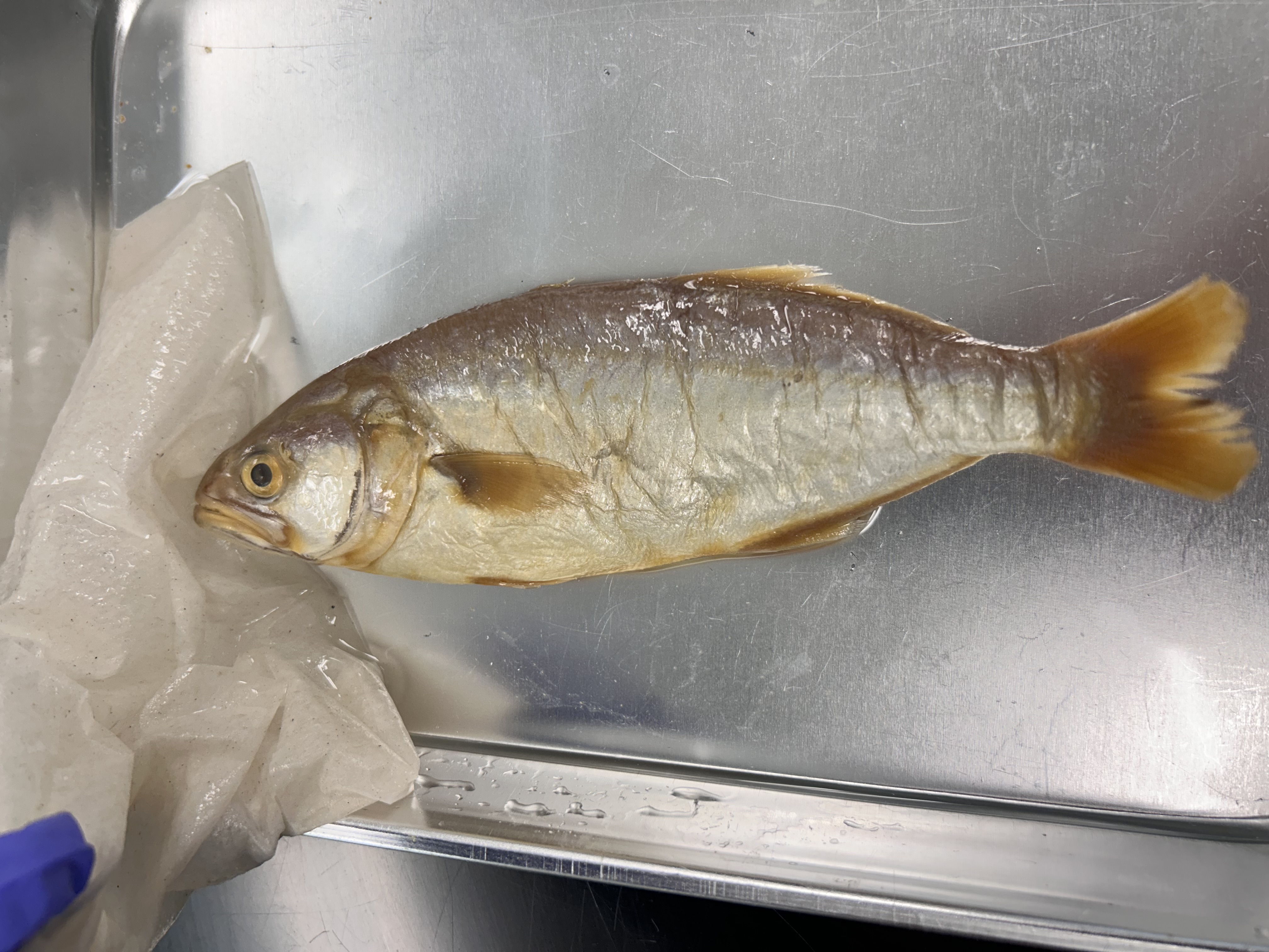 <p>bluefish</p>