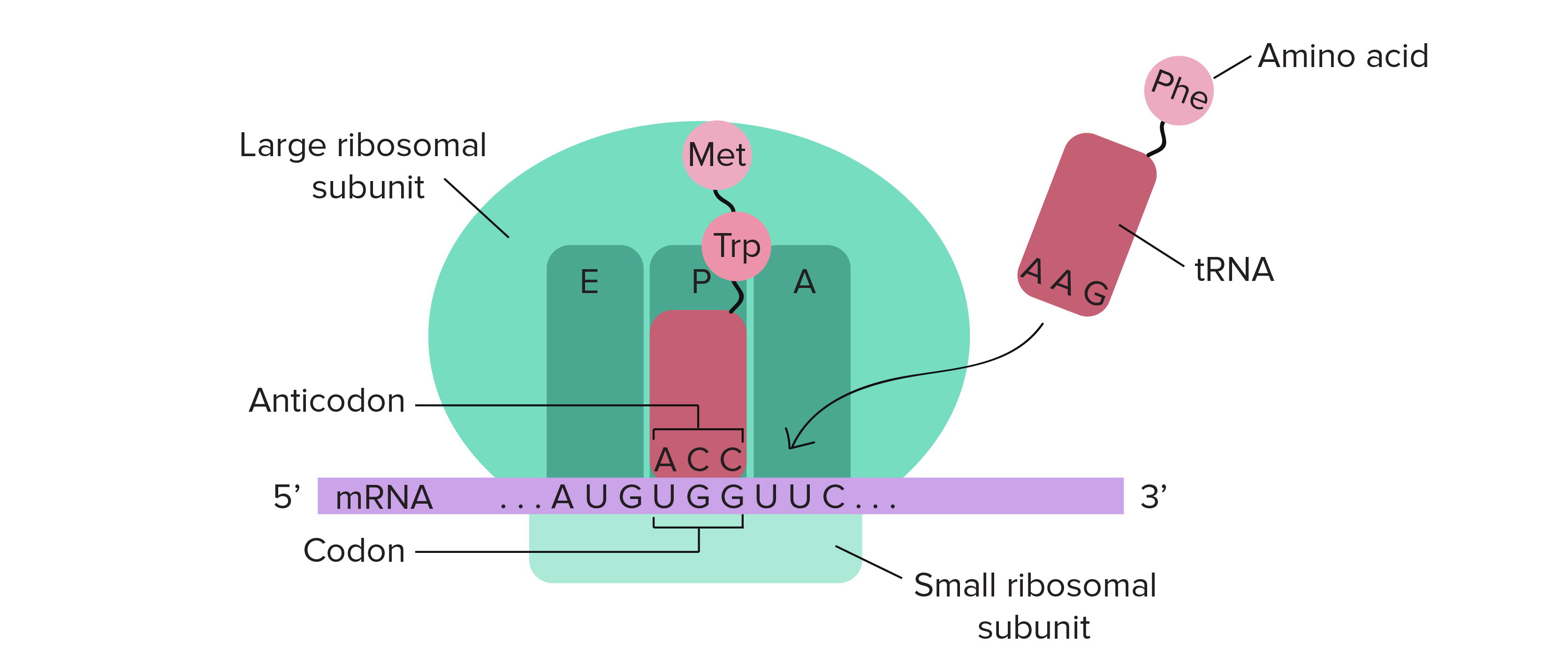 <p>reads mRNA <strong>5’&gt;3’</strong> in codons (nucleotide triplets)</p><p>uses EPA complex (arrival, processing, exit)</p>