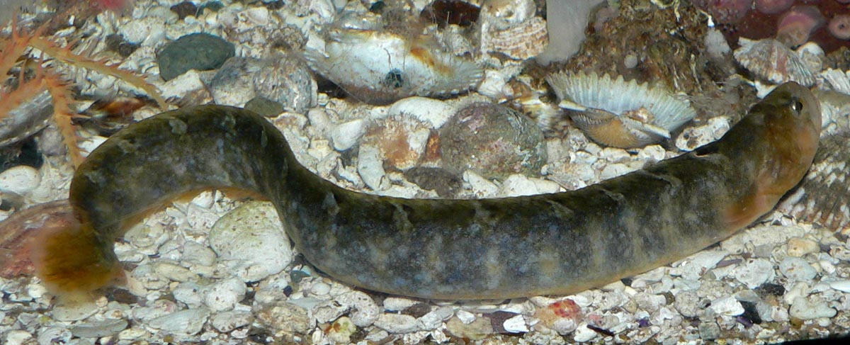 <p>Gunnels (saddleback gunnel, rockweed gunnel, penpoint gunnel)</p><ul><li><p>eel-like, long compressed bodies</p></li><li><p>dorsal fin long and flexible (soft spines)</p></li><li><p>dorsal and anal fins joined to caudal fin</p></li><li><p>anal fin less than 50% body length</p></li></ul><p></p>