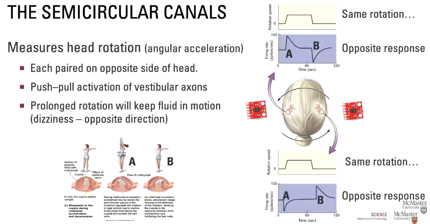 <ul><li><p>Each paired on opposite side of head.</p></li><li><p>Push–pull activation of vestibular axons (same rotation but opposite response)</p></li><li><p>Prolonged rotation will keep fluid in motion (dizziness – opposite direction)</p><ul><li><p>A → initiate movement, B → stop movement</p></li></ul></li></ul><p></p>