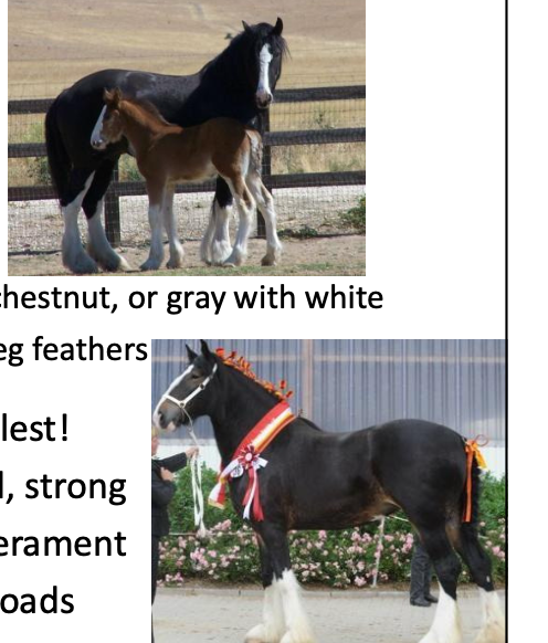<p>Shire</p><p></p><p>Origin: England</p><p>Color: Bay, bwon, chestnut, or gray with white markings and leg feathers</p><p>Body: Height=tallest!, heavy, strong, solid</p><p>Traits: calm temperament</p><p>Purpose: work; pull loads</p>