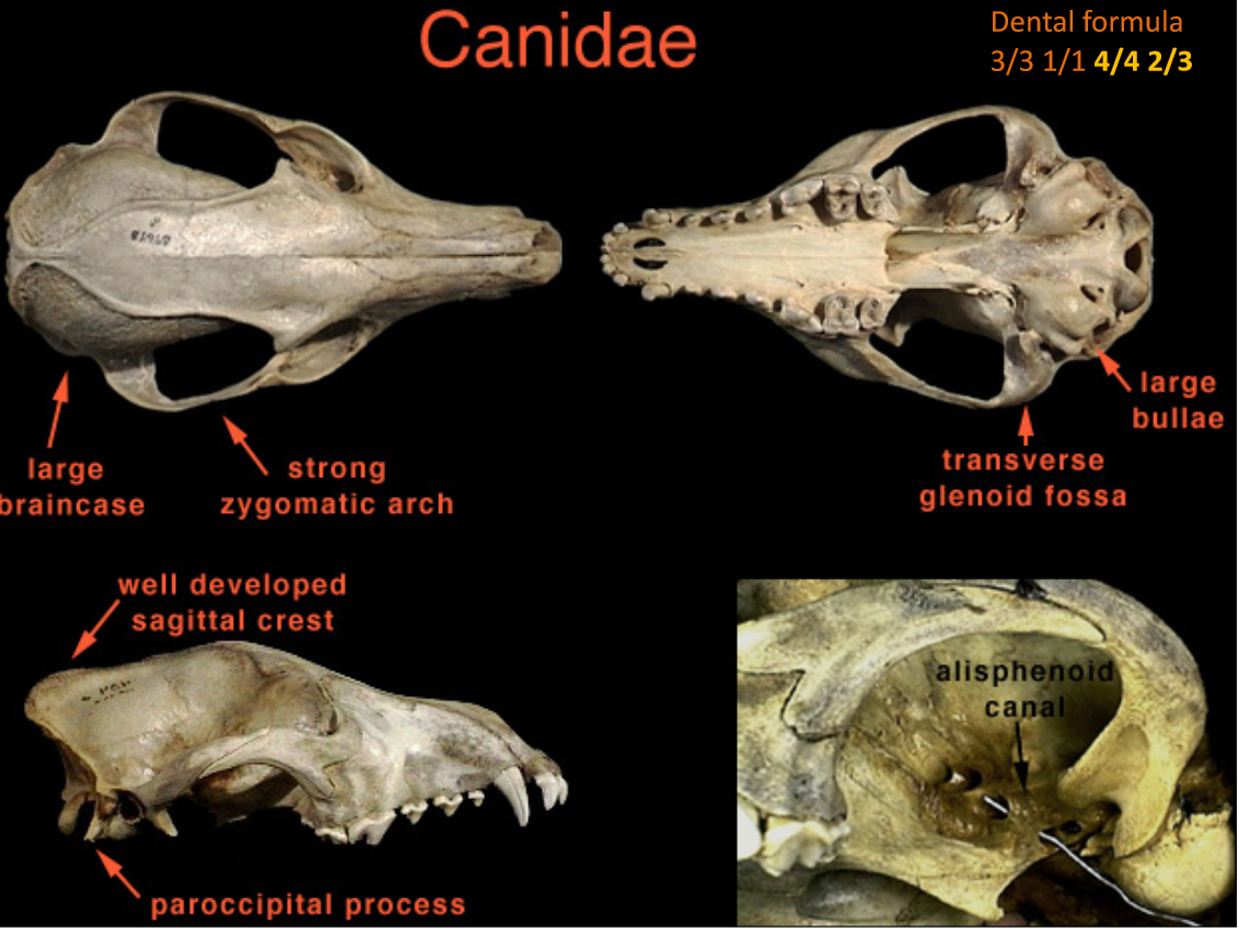 <p>5 species. Digits. 5(4)-4, digitigrade. Teeth: 3/3,1/1<strong>, 4/4,2/3</strong>. <strong>Prominent carnassial pair</strong>, last molar flat and transverse. Skull. Long rostrum. <strong>Alisphenoid canal present.</strong></p><p>Hind tracks a little bigger, than front.</p><p>Generalists, w/ preference for small mammals. Most species mate in late winter (Jan-Mar), 5-10 pups in early spring after ~60 day gestation. Solitary, besides coyotes. Both parents raise young. Sexual mature by late autumn 9-12 months, when they usually disperse. </p>