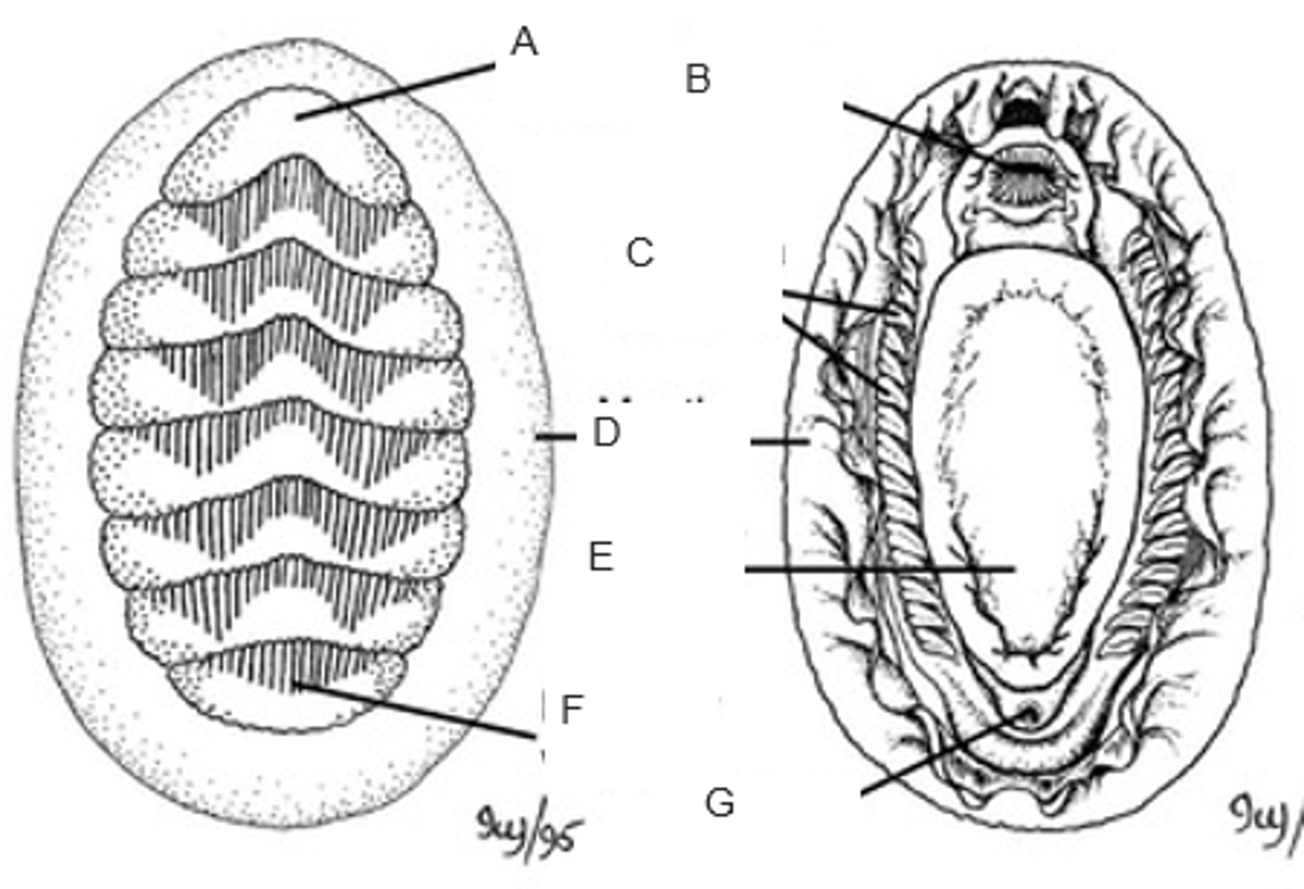 <p>F</p>