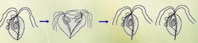 <p><strong>Binary fission</strong></p><ul><li><p>Asexual reproductive process, one organism divides into 2 identical daughter cells. The process begins by replication of the organism`s genetic material, followed by the elongation of the cell. After that, the cell membrane pinches inwards, dividing the cytoplasm → 2 separate cells, each a copy of the original DNA.</p></li></ul><p></p>