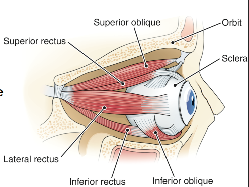 <p>6 - originate on the bone of the orbit and insert on the surface of the sclera. </p><ul><li><p>named after their location and direction of the muscle fibres. </p></li><li><p>responsible for “convergence” of the eyes = normal inward movement of both eyes to form 1 visual field. </p></li></ul><p></p>