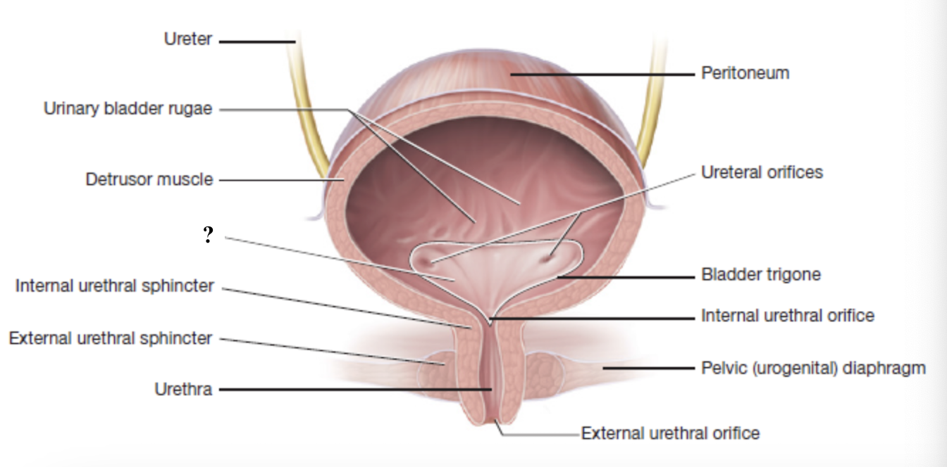<p>smooth, triangular shaped region at the base of the bladder</p>