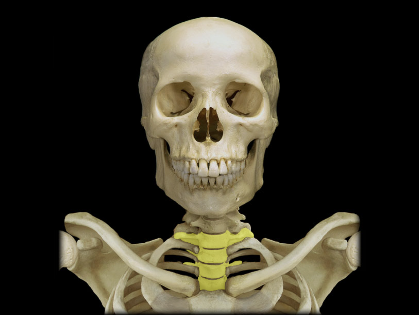 <p>Thoracic vertebra</p>