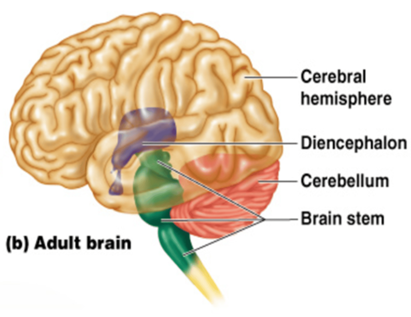 <p>A brain region that surrounds the midline 3rd ventricle and consists of the:<br><br>- Epithalamus <br>- Thalamus<br>- Hypothalamus<br>- Pituitary Gland</p>