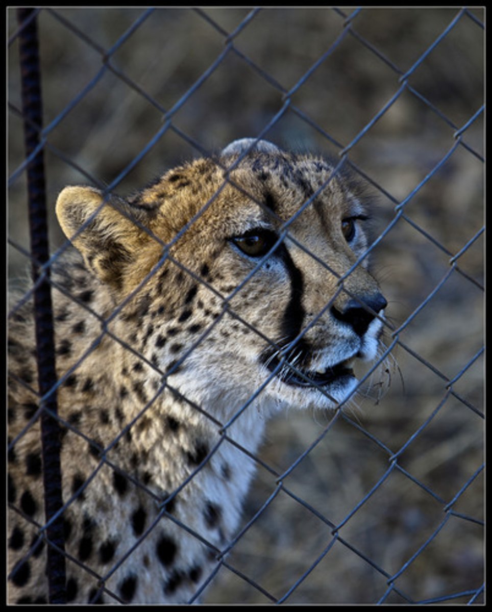 <p>This treaty works to protect endangered and threatened wild species. It is signed by 172 countries, bans hunting, capturing, and selling of threatened or endangered species. It also restricts international trade of these species. This treaty has helped reduce international trade, but the effects of the treaty are limited because enforcement varies from country to country.</p><p>Successful? Not really</p>