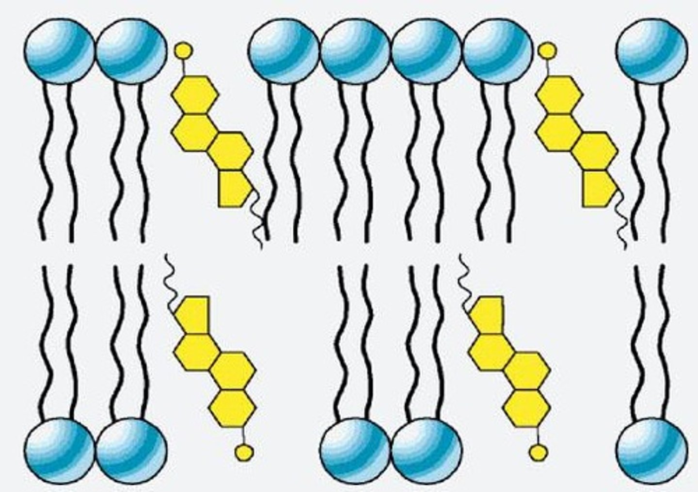 <p>Molecules that contain a polar and a nonpolar side, making up the cell membrane (phospholipid bilayer).</p>