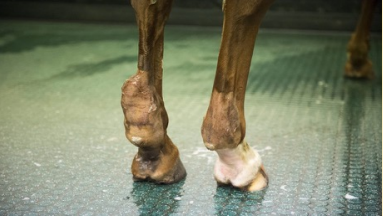 <p>What condition does this image show?</p>