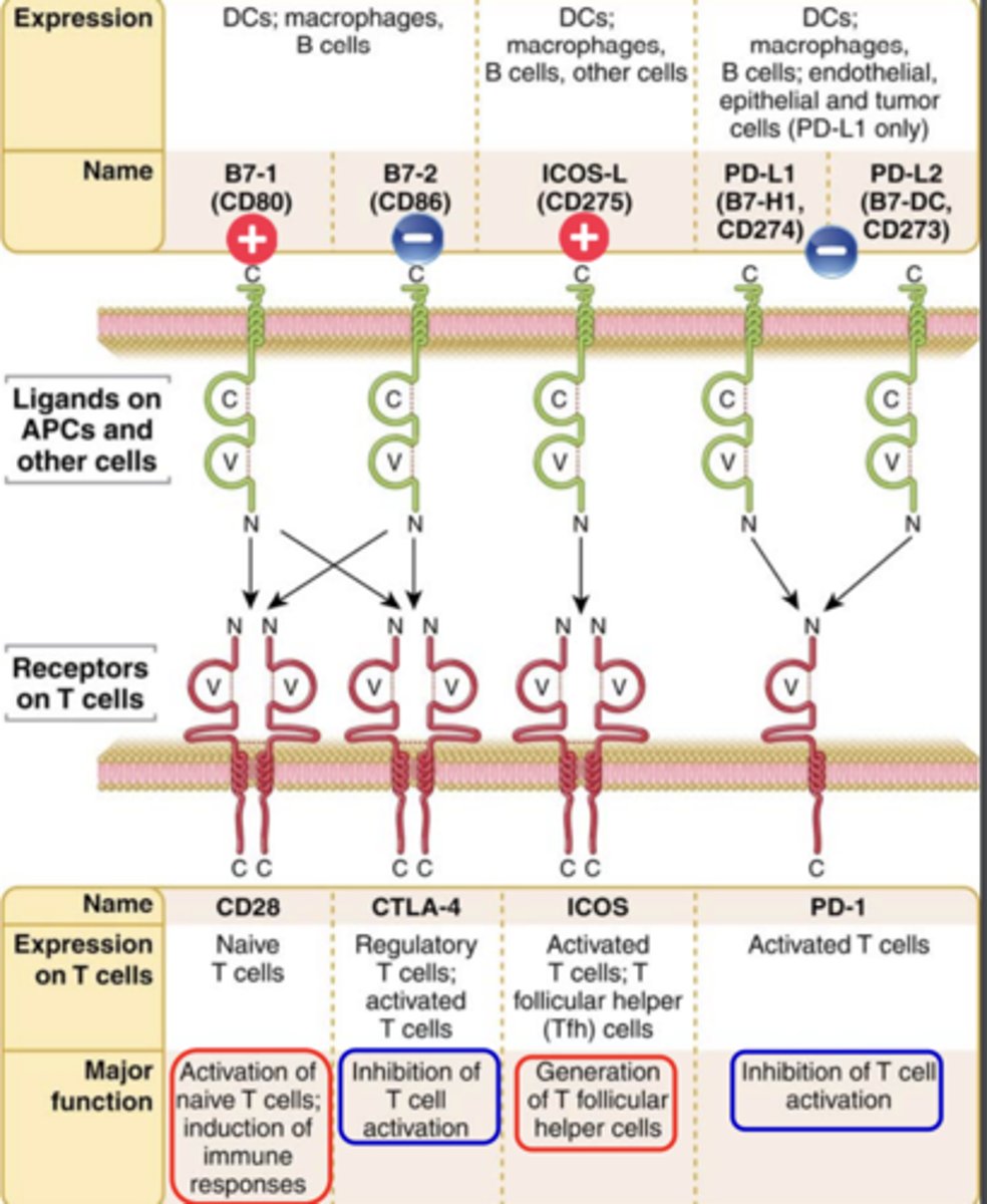 <p><strong><span class="bgB">inhibitory receptors (co‐inhibiton)</span></strong> -&gt; <span class="bgP">(immune checkpoints)</span></p><p>- Regulators of the immune system</p><p>- These pathways are crucial for self‐ tolerance</p>