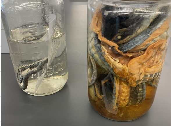 <p>Coluber contrictor foxii</p><p>Blue Racer Snake</p><p>Endangered</p><p>Family Colubridae</p><p>Blueish colour with grey or brown</p><p>Belly is cream, grey, or blue-grey</p><p>Racoon style eyes</p><p>They do not constrict their prey despite its name but it does swallow its prey whole</p><p>Found on Pelee Island</p><p>If threatened they will vibrate its tail, release a foul-smelling fluid from its cloaca, assume a defensive strike position and actively defend itself if grasped</p><p>Speed/Fast</p><p>Scales are smooth</p>