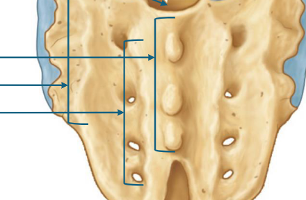 <p>medial to lateral </p>