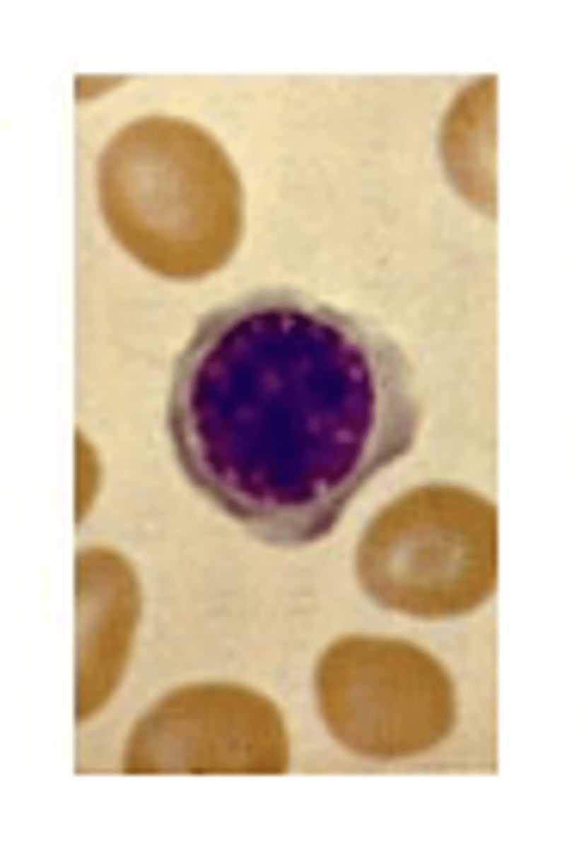 <p>What stage of erythropoiesis is observed?</p>
