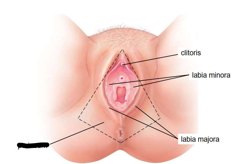 <p>What structure is this within the female reproductive system?</p>