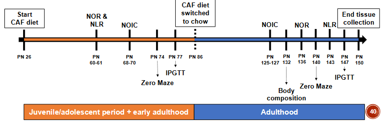 <p><span>• Cafeteria diet (CAF, n=12) vs. standard chow diet (CTL, n=12)</span><br><span>o Male Sprague Dawley rats</span><br><span>o Beginning at postnatal day (PN) 26</span><br><span>o 30 d diet period before behavioral and metabolic testing</span><br><span>• CAF group switched to standard chow diet at PN 86, kept on diet for 30 d before testing</span></p>